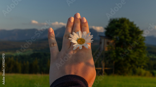 Polny kwiat na tle Tatr 