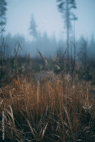 forest during a foggy winter morning. The fog is giving the forest a mystical atmosphere.