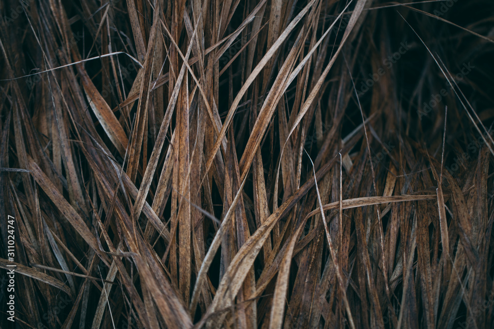 Dry grass. Hay close up. Background, texture. Dry grass. Hay close up. Background, texture.