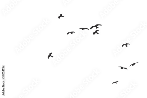 Silhouette of a flock of flying birds