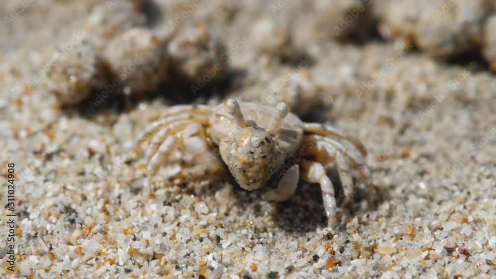 Sand bubble crab and balls of sand Sand bubble crab and balls of sand