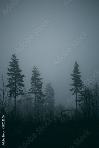 forest during a foggy winter morning. The fog is giving the forest a mystical atmosphere.