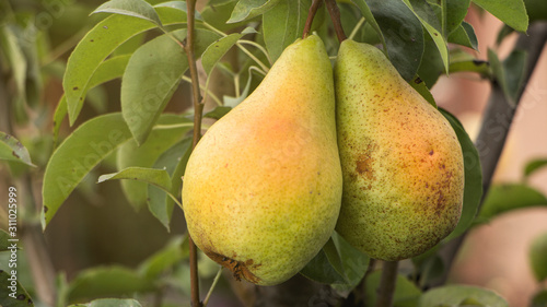Two delicious young healthy organic juicy pears hanging on a fruit tree branch in the garden.