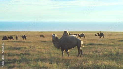 Camel. Group of two-humped camels in the steppe, in a reserve in Russia photo