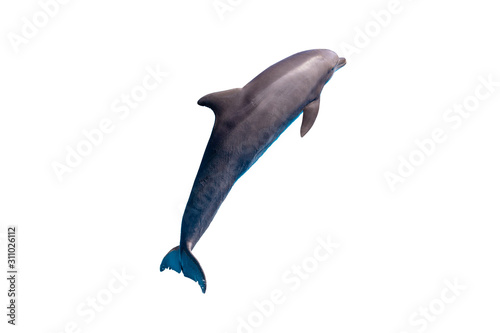 Fototapeta grey bottlenose dolphin isolated on white