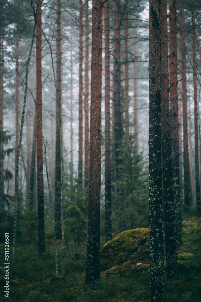 forest during a foggy winter morning. The fog is giving the forest a mystical atmosphere. forest during a foggy winter morning. The fog is giving the forest a mystical atmosphere.