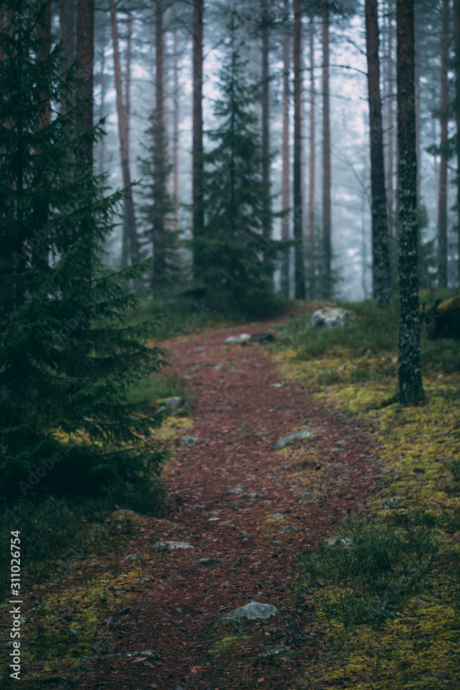 forest during a foggy winter morning. The fog is giving the forest a mystical atmosphere.