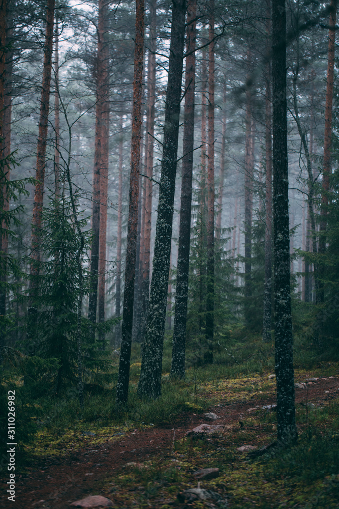 forest during a foggy winter morning. The fog is giving the forest a mystical atmosphere. forest during a foggy winter morning. The fog is giving the forest a mystical atmosphere.