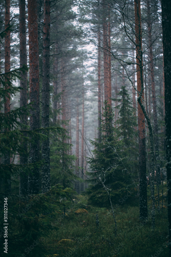 Fototapeta premium forest during a foggy winter morning. The fog is giving the forest a mystical atmosphere.
