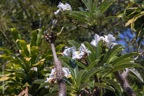 Madagascar Palm (Pachypodium lamerei) Apocynaceae plant. © alohapatty
