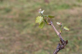 Grape buds on branches, small leaves growing in vineyard
