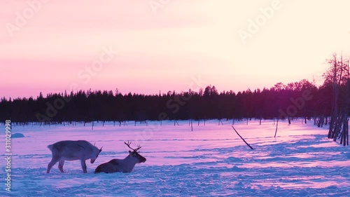 Finnish forest reindeer herd in Snowy Lapland. Rangifer tarandus fennicus photo