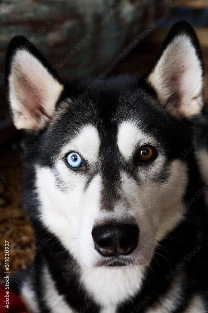 Husky dog ​​portrait with different eye color, black and white dog looking