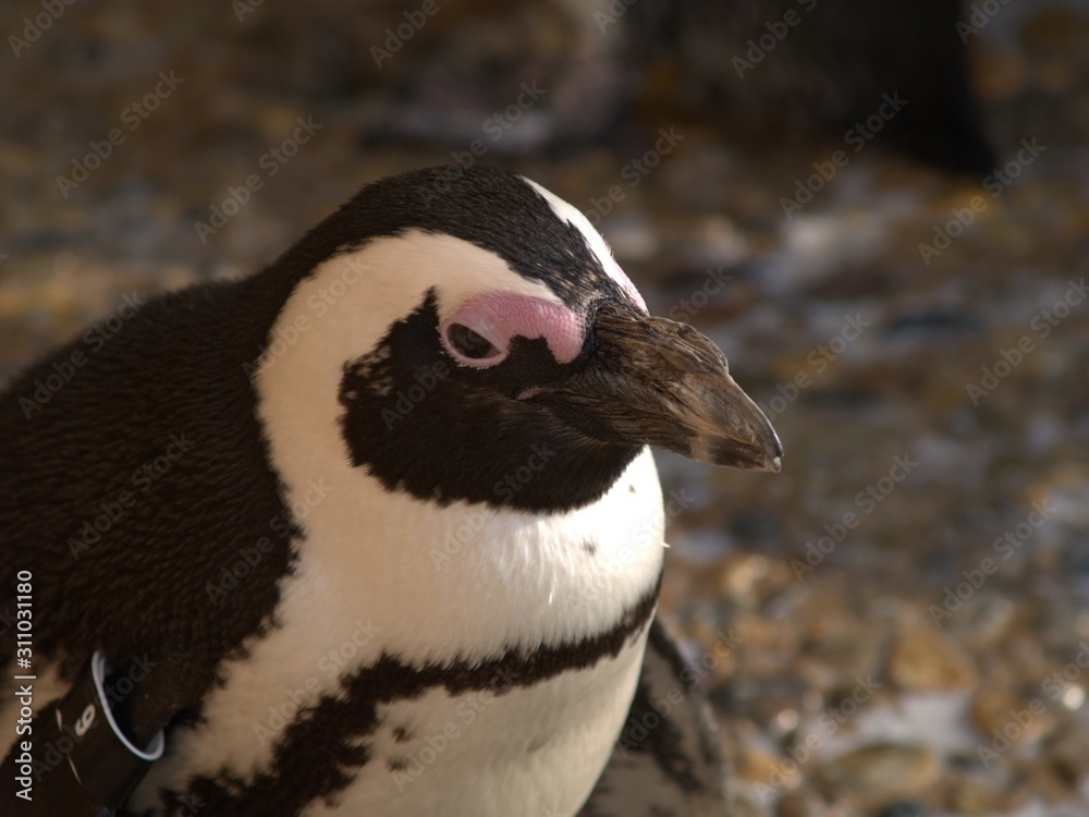 Naklejka premium ANIMALS1