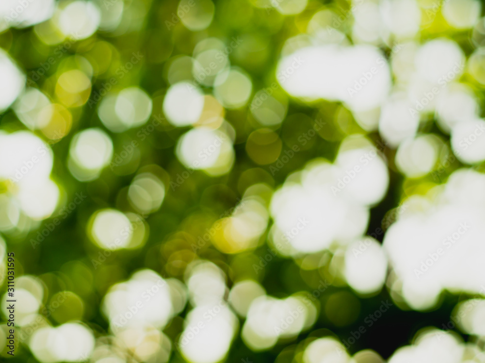 Obraz premium abstract nature background,green bokeh from tree