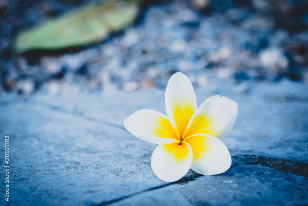 Plumeria flower falling on ground Plumeria flower falling on ground