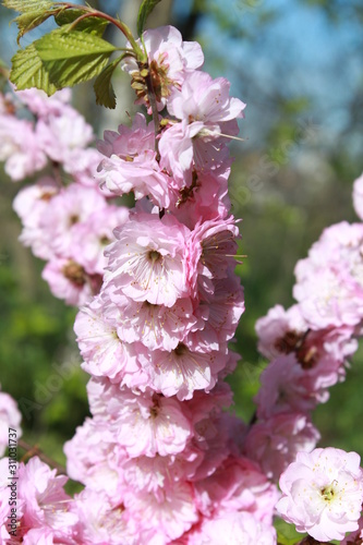 Beautiful fragrant flowers on a beautiful green background