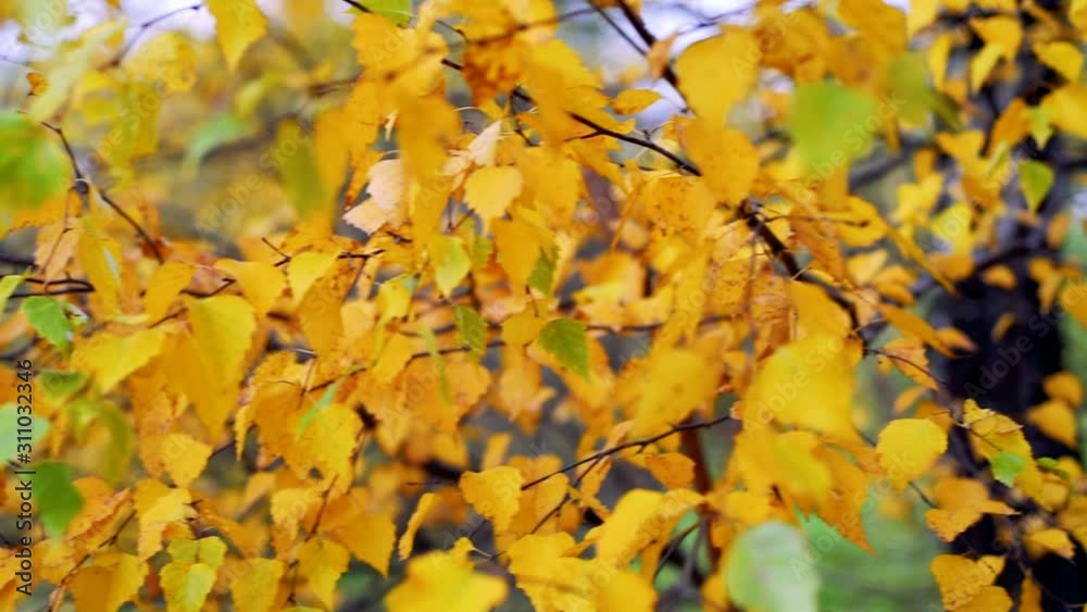 Autumn background. Slow motion. Autumn leaves wave on wind against the background of the blue sky. Autumn background. Slow motion. Autumn leaves wave on wind against the background of the blue sky.