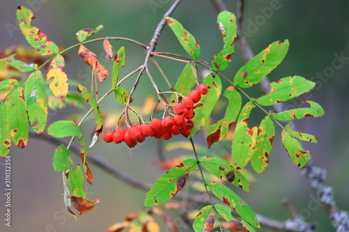 Bright red berries of ash