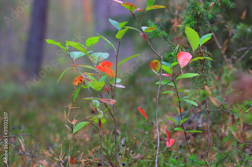 Autumn red and green leaves on the bushes