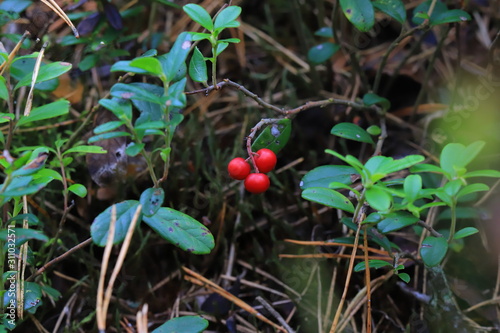 Berries of cranberries in the autumn forest