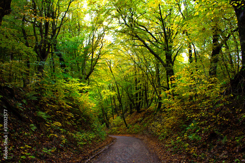 Old forest road among green trees