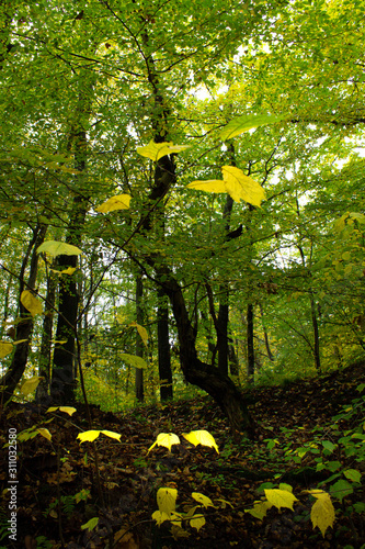 Tree with green leaves in the forest.