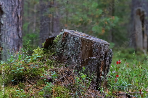 Close-up stump in autumn forest