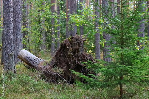 The root of a fallen tree in the forest