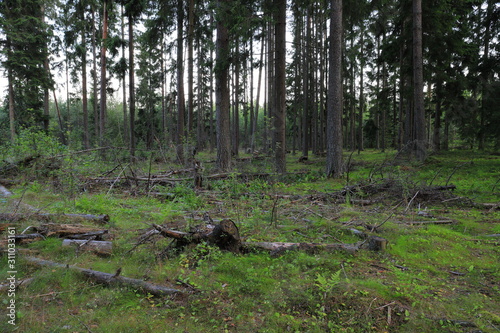 Cutting down in the forest, clearing with pieces of logs