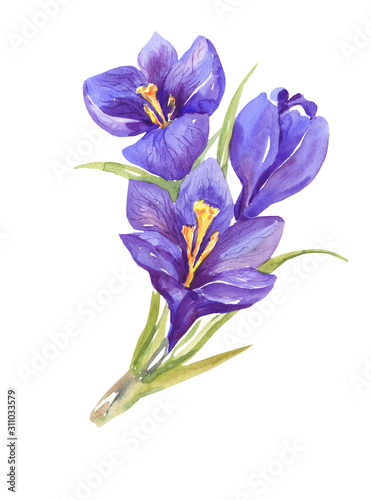 Watercolor illustration. A branch of watercolor crocuses. Botanical illustration  flowers. Isolated on a white background.