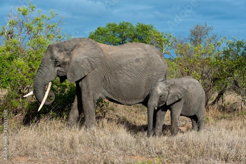 elefantenkuh mit Jungen © alfredo430