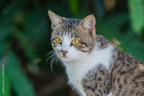Wallpaper Mural House Cat  Torontodigital.ca