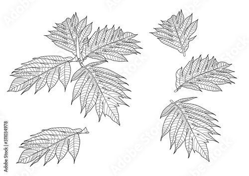 Leaves breadfruit line single leaf and leaf pattern black Bring to color decorate on white background illustration  vector