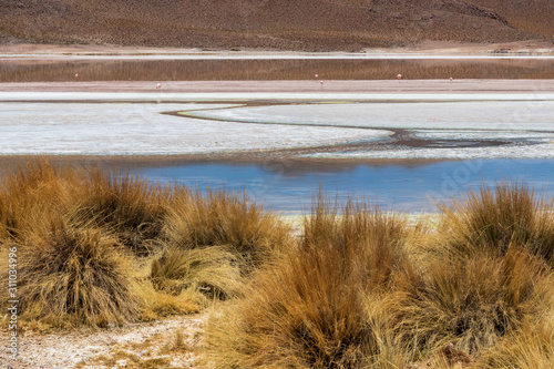 Fototapeta Naklejka Na Ścianę i Meble -  Laguna Charcota on the altiplano in Bolivia