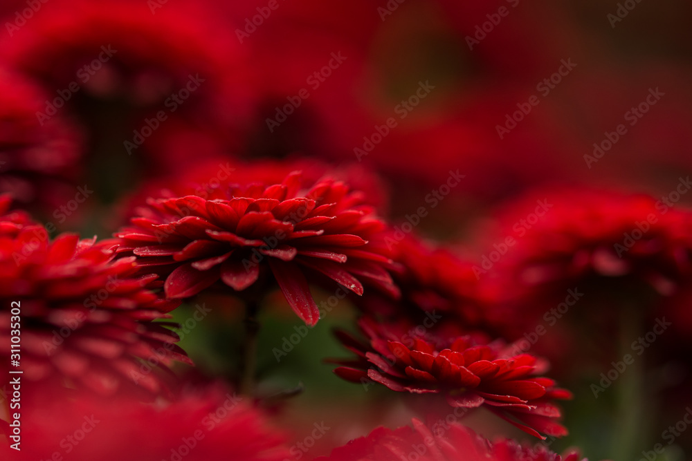 Red chrysanthemums in the garden macro photography Red chrysanthemums in the garden macro photography