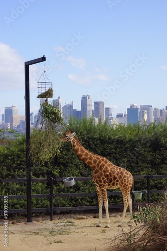Giraffe in Sydney