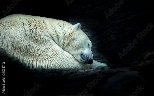 Canvas Print Polar white bear sleeping on snow rock