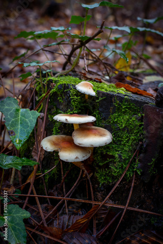 very beautiful mushrooms in the forest