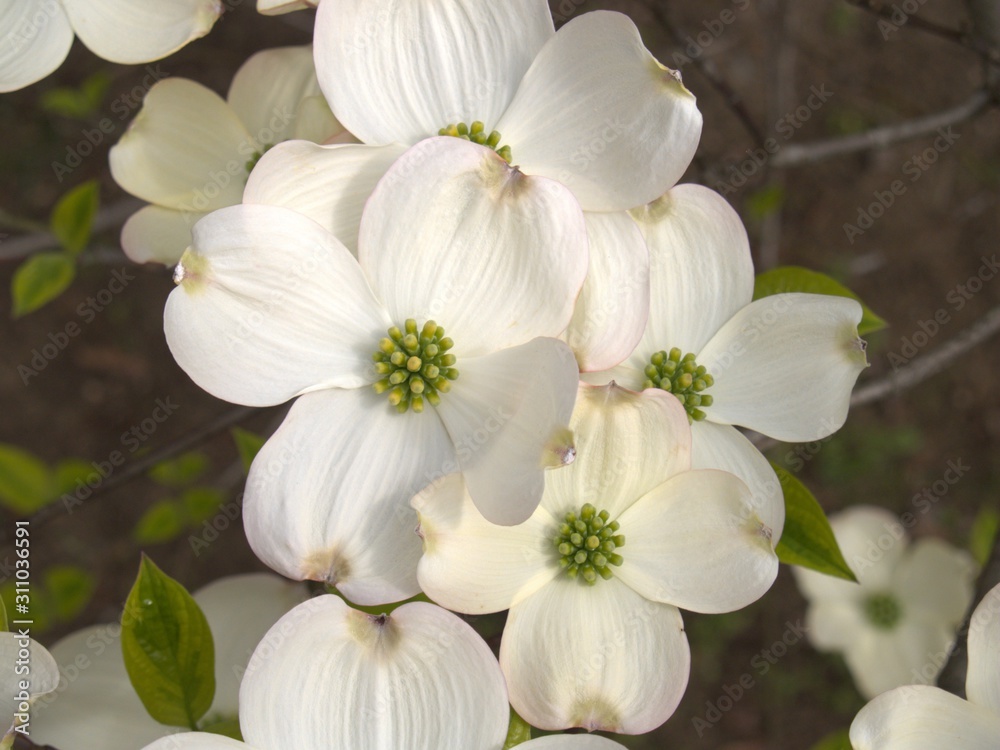 Fototapeta premium NJ FLOWERS1