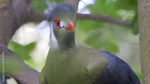 Close shot of a White Cheeked Turaco (Tauraco leucotis) that is yawning in front of the camera, great colors, blurred background. photo