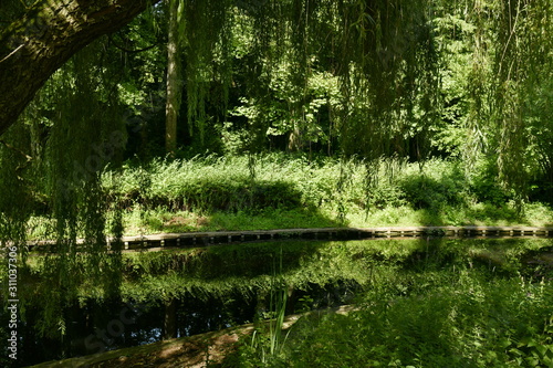 Fototapeta Naklejka Na Ścianę i Meble -  Végétation dense et luxuriante le long d'un bras d'eau au parc Josaphat à Schaerbeek