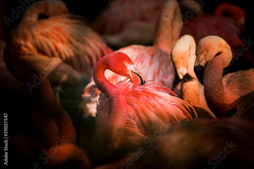 Flamingo bird close-up profile view, beautiful plumage, head, long neg, beak. photo