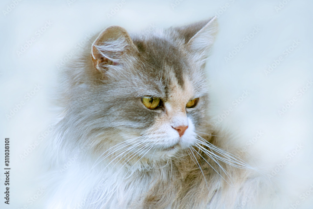 cat fluffy, gray, fur, portrait.