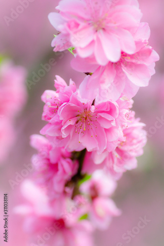 Charming flowers © YanLing