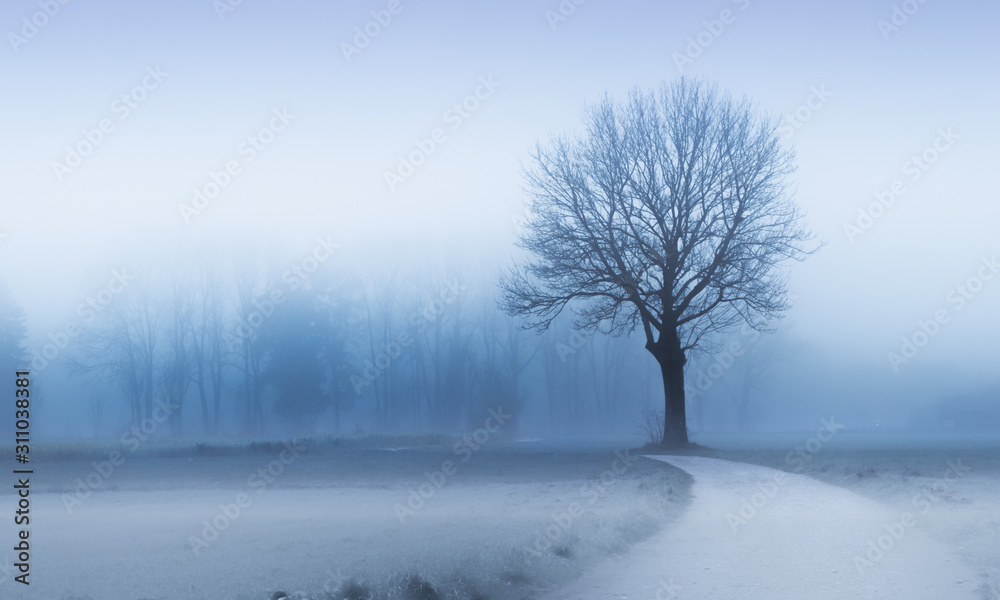 kahler Baum im Winter kahler Baum im Winter