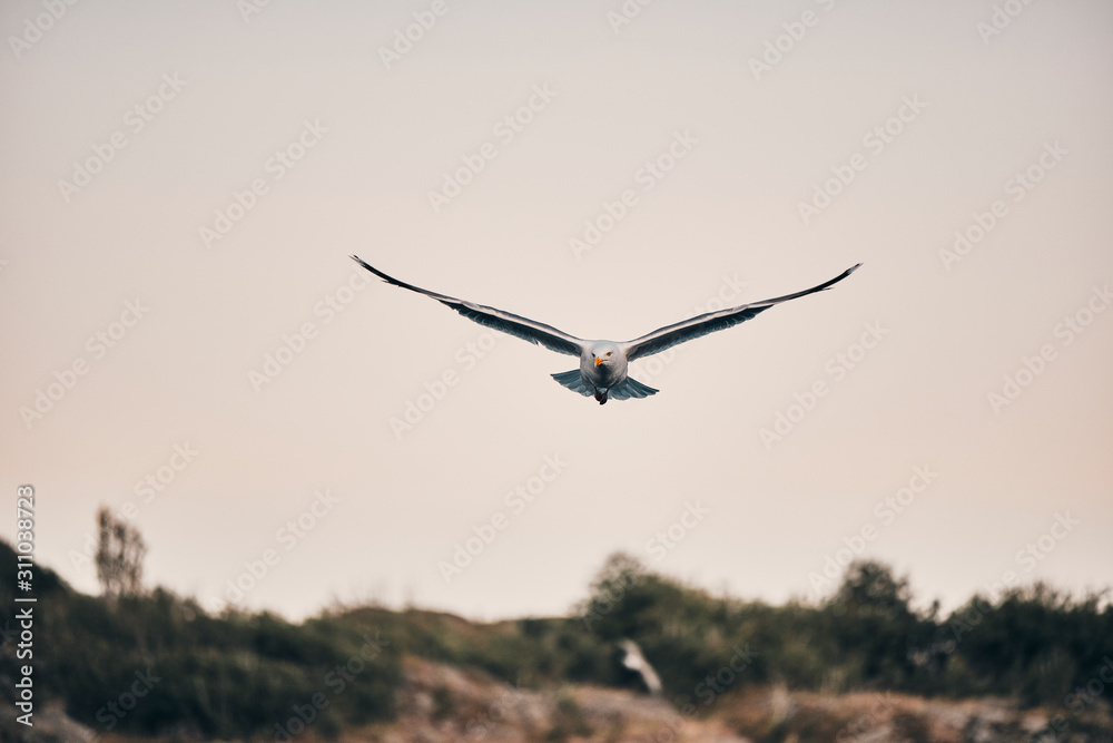 Norwegian Seagulls