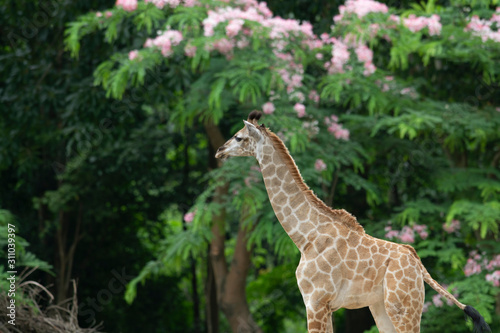 juvenile giraffe under tree in forest
