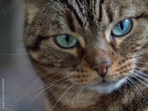 Portrait d'un chat