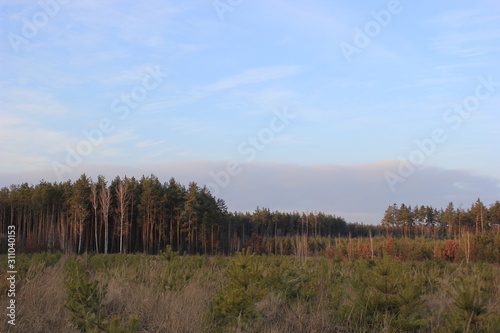 planting new pine trees 